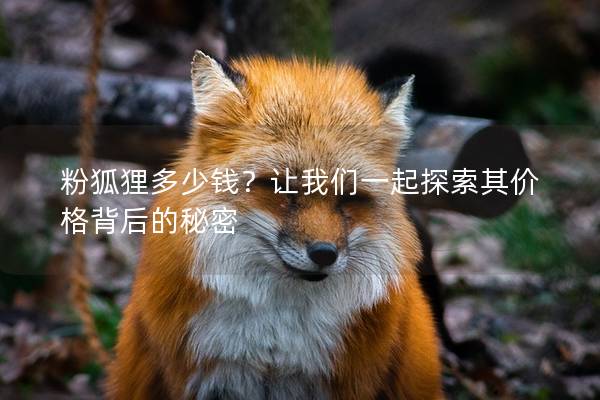 粉狐貍多少錢？讓我們一起探索其價格背后的秘密